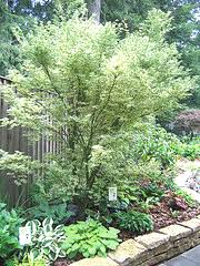 This creates a mounded effect and brings romance and mystery to your landscape. Midwest Gardening Trees Index