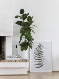 Modern Findings Photo Plants House Plants Interior Plants