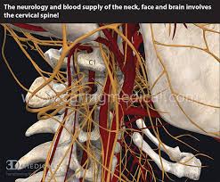 This tutorial focuses on the arteries of the neck: How Cervical Spine Instability Disrupts Blood Flow Into The Brain And Causes Many Neurological Problems Caring Medical Florida