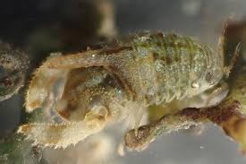 Image result for Mostuea hirsuta