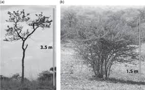 Image result for Acacia sieberiana