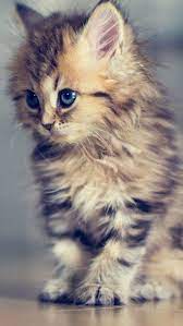 Cute kitty wallpaper for mobile masuzi march 13, 2021 cute cat wallpaper hd for mobile blast cat themed wallpaper for your phone a 48 cute cat iphone wallpaper on android cute cat wallpaper wallpaperandro Baby Cat Mobile Wallpaper Mobiles Wall Baby Cats Kittens Cutest Beautiful Cats