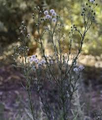 Image result for Erigeron bonariensis