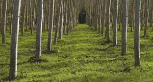 International day against monoculture tree. Living On Earth Gmo Trees