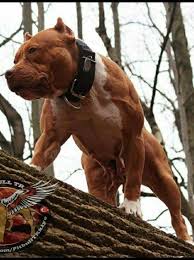 Muscle 3 Pitbull Bully Breeds Dogs Dog Breeds Bully Dog