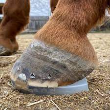 Blog Okanagan School Of Natural Hoof Care