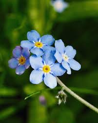 The Most Beautiful Flowers In The World With The Names And Pictures Most Beautiful Flowers Beautiful Flowers Beautiful Flowers Pictures