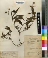 Image result for Aspilia helianthoides