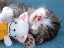 I've got my eye on you! Kittens Cutest Sleeping Animals Cute Animals