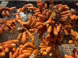 Image result for Afroligusticum runssoricum