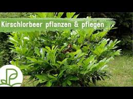 Kirschlorbeer Alles Zum Pflanzen Der Richtigen Pflege Kirschlorbeer Kirschlorbeer Pflanzen Kirschlorbeer Schneiden