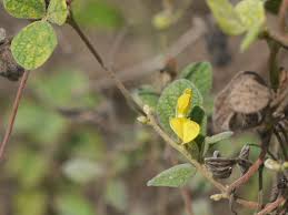 Image result for Cajanus