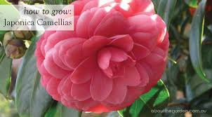 They're pretty easy to grow there are several different types of ranunculus flowers—if your winters are mild, you can generally count on the flowers to bloom in late february. Growing Winter Japonica Camellias At The Coolest And Quietest Time Of Year In The Garden The Winter Flowering Japonica Winter Flowers Growing Flowers Japonica