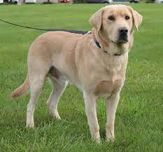 Captain Is A Yellow Lab Available For Adoption From Golden Retriever Rescue Resource In Toledo Oh Golden Retriever Rescue Retriever Golden Retriever