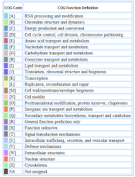 Image result for Lotononis crumanina