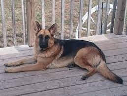German shepherd pups, akc registered, ready for christmas, 7 weeks old, dark black & tan and sable, males and females. Akc German Shepherd Puppies Nex Tech Classifieds