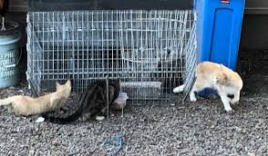 Flint is accepting community cats and loaning traps by appointment. Neighborhood Cats The Drop Trap A Trapper S Best Friend Saturday June 27 2 Pm Eastern Time Https Register Gotowebinar Com Register 4467294158664769292 Mc Cid E0f69fad14 Mc Eid E32e50a10c Trying To Catch The Last Intact Cat In Your Colony Got A