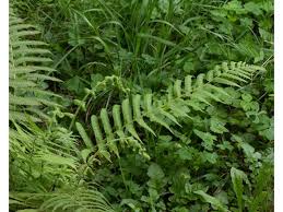 Image result for Thelypteridaceae