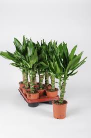 Image result for Dracaena steudneri