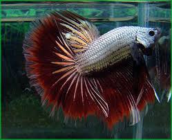 Betta fish for sale, we're selling siamese fighting fish online. Betta Maschio Dragon Assortiti Vendita Pesci Acquari Online