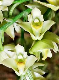 Image result for Polystachya epiphytica