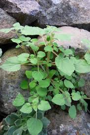 Image result for Parietaria debilis