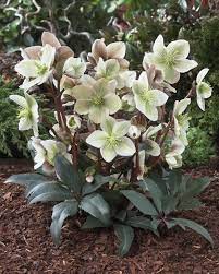 Pin On Ga Landscape Perennials