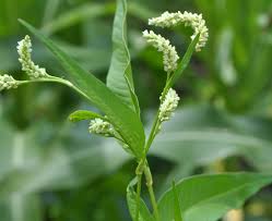 Image result for Persicaria lapathifolia