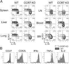 Two ligands have been identified for this receptor: Ccr7 Expression Alters Memory Cd8 T Cell Homeostasis By Regulating Occupancy In Il 7 And Il 15 Dependent Niches Pnas