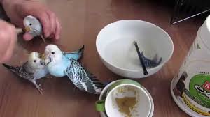 Hand Feeding Baby Budgies Hand Feeding Baby Parakeets Youtube