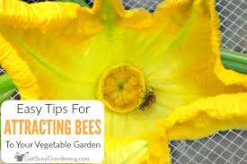 We've all seen the news. How To Attract Bees To Your Vegetable Garden Get Busy Gardening