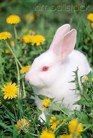 Florida White Rabbit Going To Be Getting Some Soon Florida White Rabbit Beautiful Rabbit Rabbit Pictures