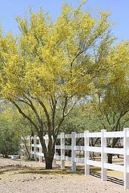 It is a great tree to use in the garden, but it does get big, so it's important to all enough room for it to grow. Blue Palo Verde Tree A Hardy Survivor Orange County Register