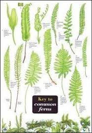 2 parts coarse, gritty sand with large particles. Seaweed Nutrition Facts Understanding More About Seaweeds And Dietary Health Advantages Where We Can Find Them Seaweed Nutrition Ferns Garden Plants Ferns