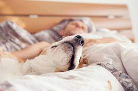 Should I Let My Dog Sleep With Me American Kennel Club