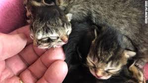 Published in the oregonian media group 6/23. Kitten Born With Two Faces Meet Biscuits And Gravy Cnn
