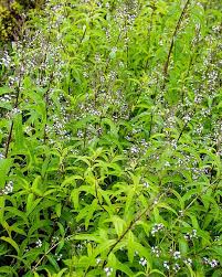 Image result for Aloysia