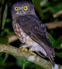 Namun aslinya, burung serak jawa ini hidup di daerah hutan dan pepohonan di sekitar pulau jawa, khususnya di jawa tengah dan jawa timur. Burung Hantu Jenis Ciri Harga Dan Makanan Jagad Id