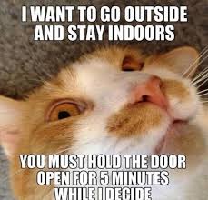 One of the biggest success stories during this relocation is zoom, a chatroom that has gone from almost no one having ever heard of it to being a central instrument in our jobs. 20 Funny Cat Memes For Funny Cat Friday Cat Care Solutions