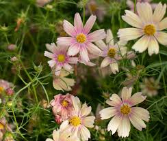 Chiltern seeds sell a wide range of flower seeds, vegetable seeds, hanging baskets, annuals, perennials, and fruit seeds to grow in your garden or greenhouse. Stunning New Flowers For 2020 The English Garden