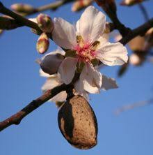 These dwarf fruit tree selections offer a smaller, more compact form tree, without compromising it's fruit quality. Texas Mission Almond Tree On Fast Growing Trees Nursery Fast Growing Trees Growing Tree Fruit Trees