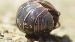 Последние твиты от chuck e. Why You Shouldn T Kill Woodlice Aka Pill Bugs Roly Polies Dengarden