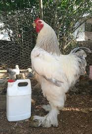 Agen Sabung Ayam Online Klik Picture For Information Ternak Ayam Ayam Lucu