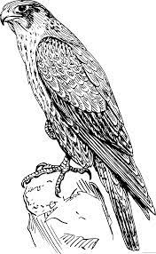 I did this a while ago. Falcon Coloring Pages Peregrine Falcon Bpng Printable Coloring4free Coloring4free Com