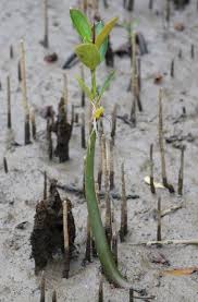 Image result for Rhizophora mucronata