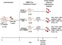 Image result for Buchholzia