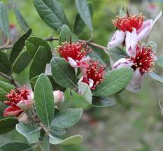 Image result for Feijoa sellowiana