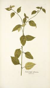 Image result for Sclerocarpus africanus