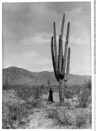 Cactus live in arizona and dessert areas like in california. Woman Standing Beside A Giant Cactus In The Arizona Desert 1920 Thank You Killerbeesting Arizona Desert Life Desert Display
