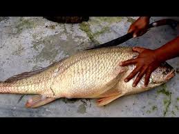 Dapat Ikan Ini Bisa Kaya Mendadak Ada Sesuatu Di Dalamnya Youtube